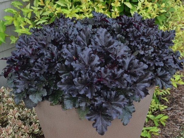 Alūnė ,Black Pearl' (lot. Heuchera) Alūnė ,Black Pearl' (lot. Heuchera)